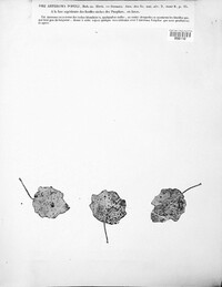 Asteroma populi image